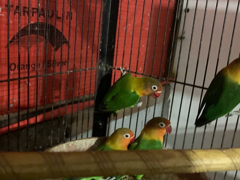 love birds for sale Parrots 1078531903