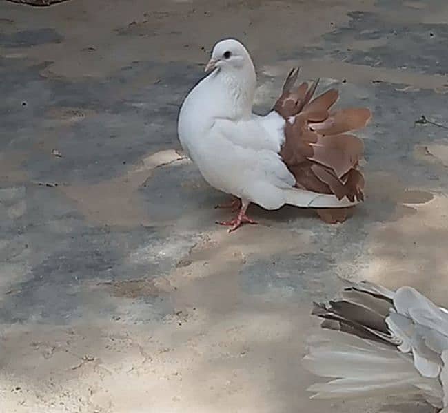 Laka female Pigeons 1077518441