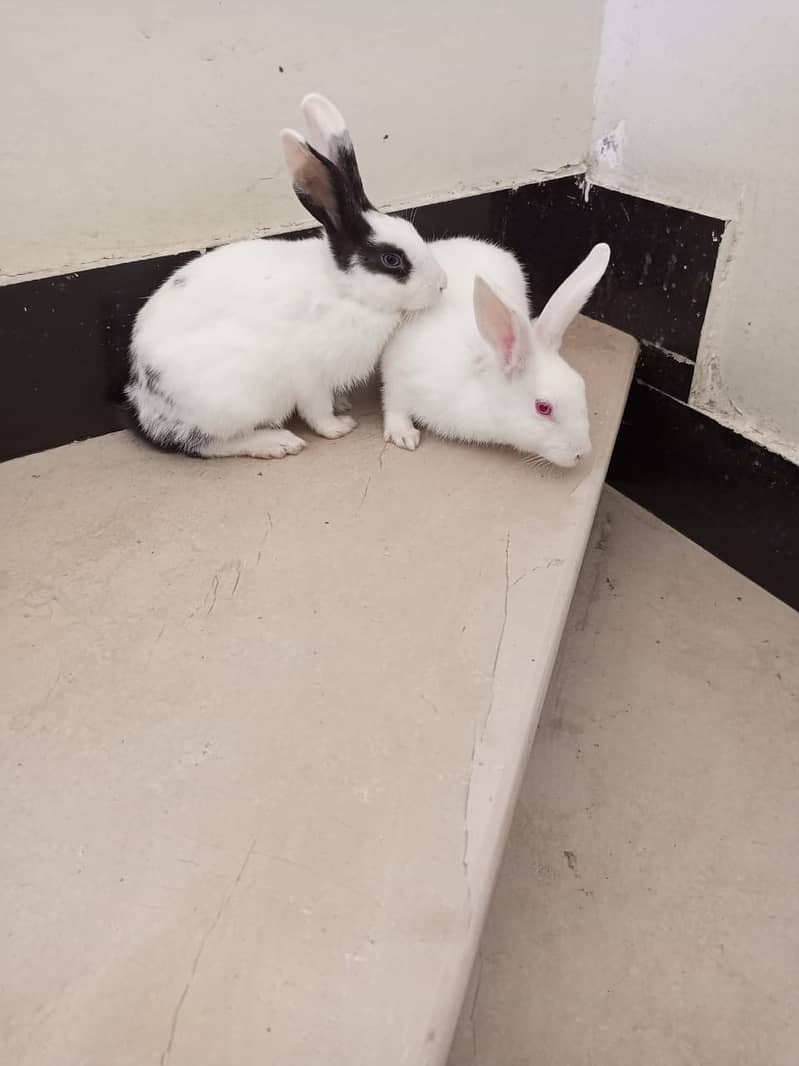 Rabbit Pair For Sale 03155548331 Rabbits 1077486822