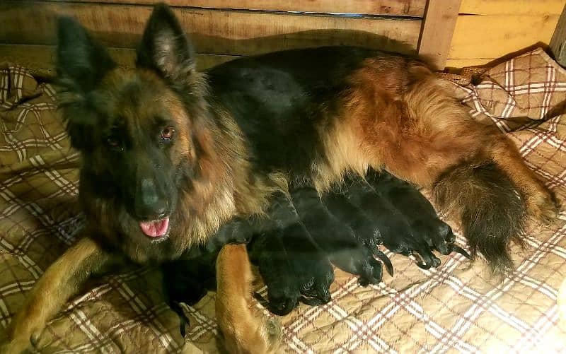 Long Coat German Shepherd Male from imported Bloodline. Dogs 1079989516