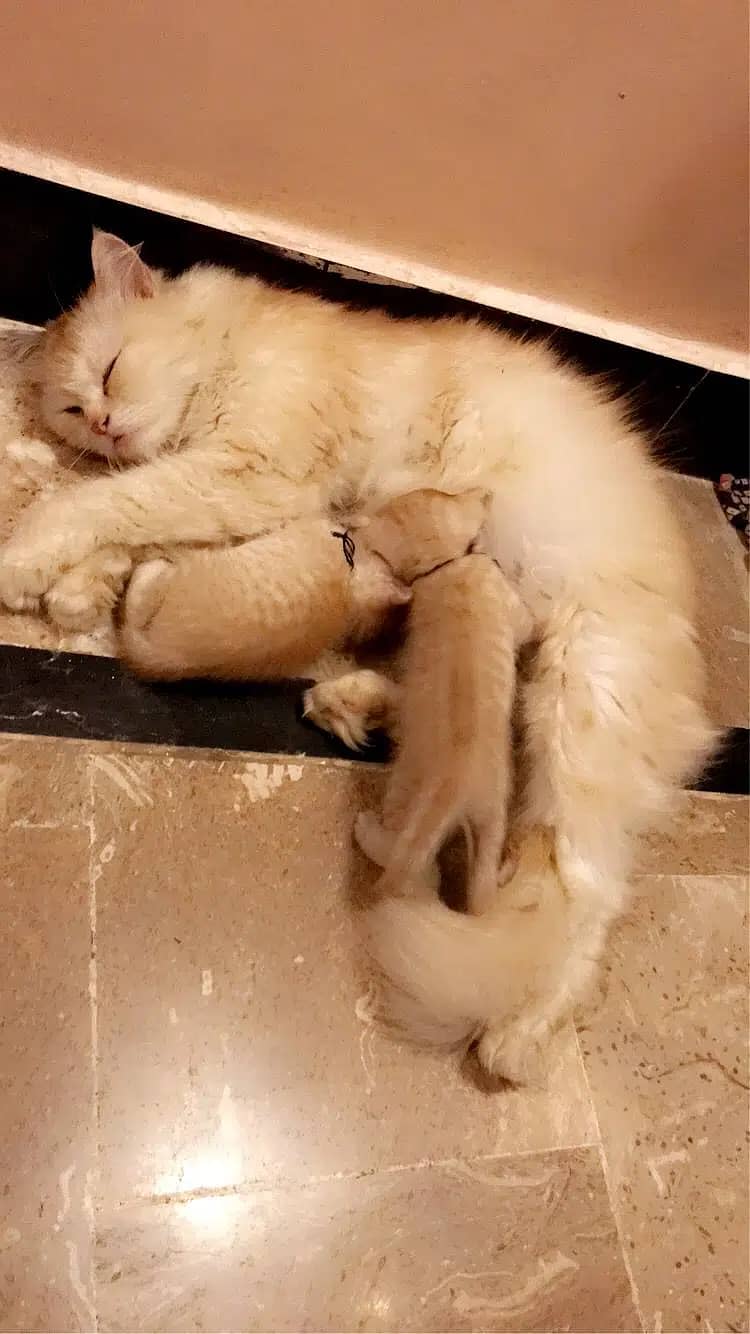 Exquisite Persian Female Cat for Sale! (03101129116) Cats 1080381884