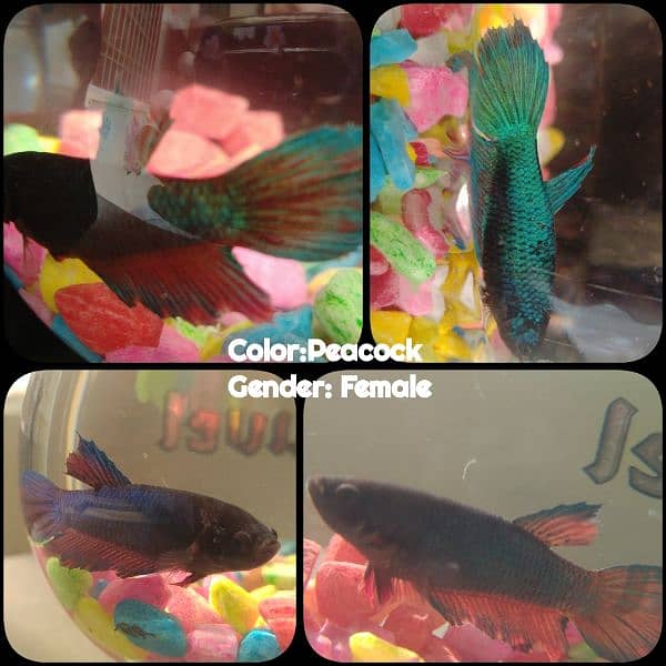 Betta fish pair Fish 1080387619