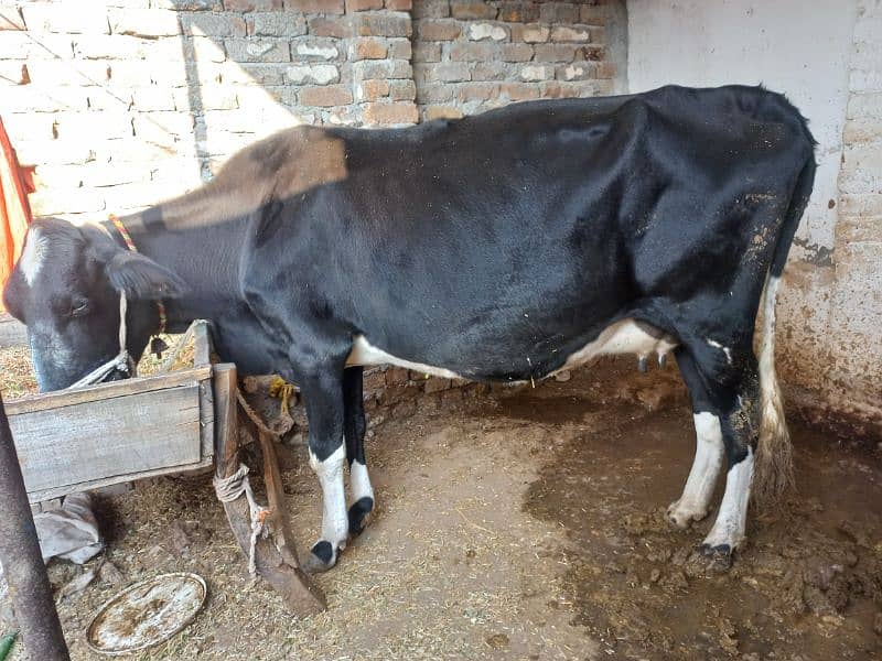 10kg Milk cow for sale in rawalpindi Cows 1080465265