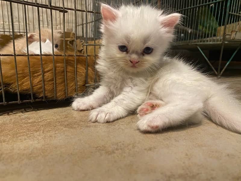 Persian kitten for sale Cats 1080648259