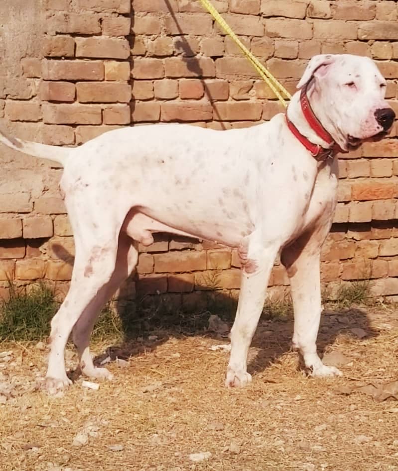 pure bully dog / bull dog / bully dog for sale / dog - Dogs - 1080770472