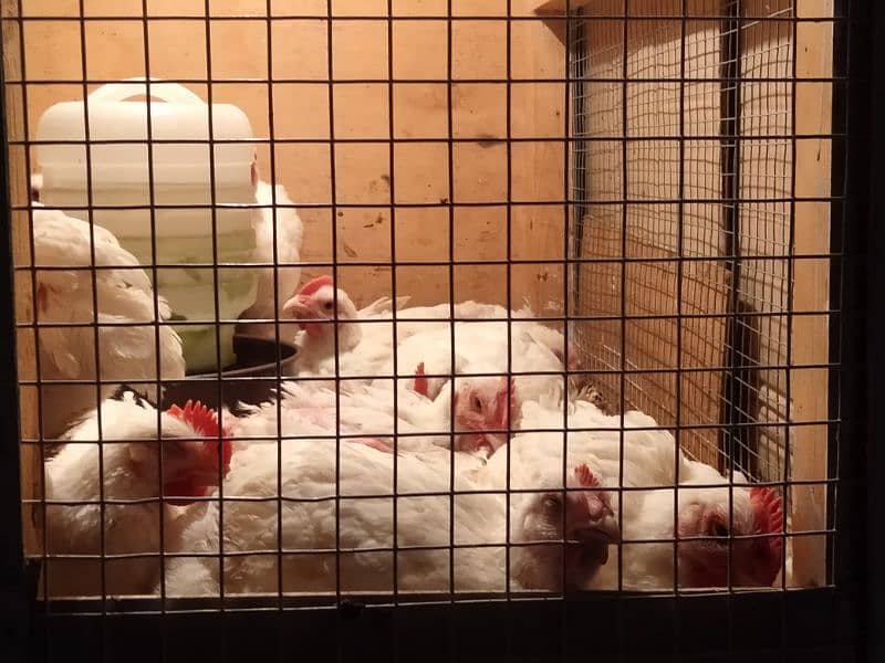 ORGANIC BROILER CHICKEN !! Hens 1080864966