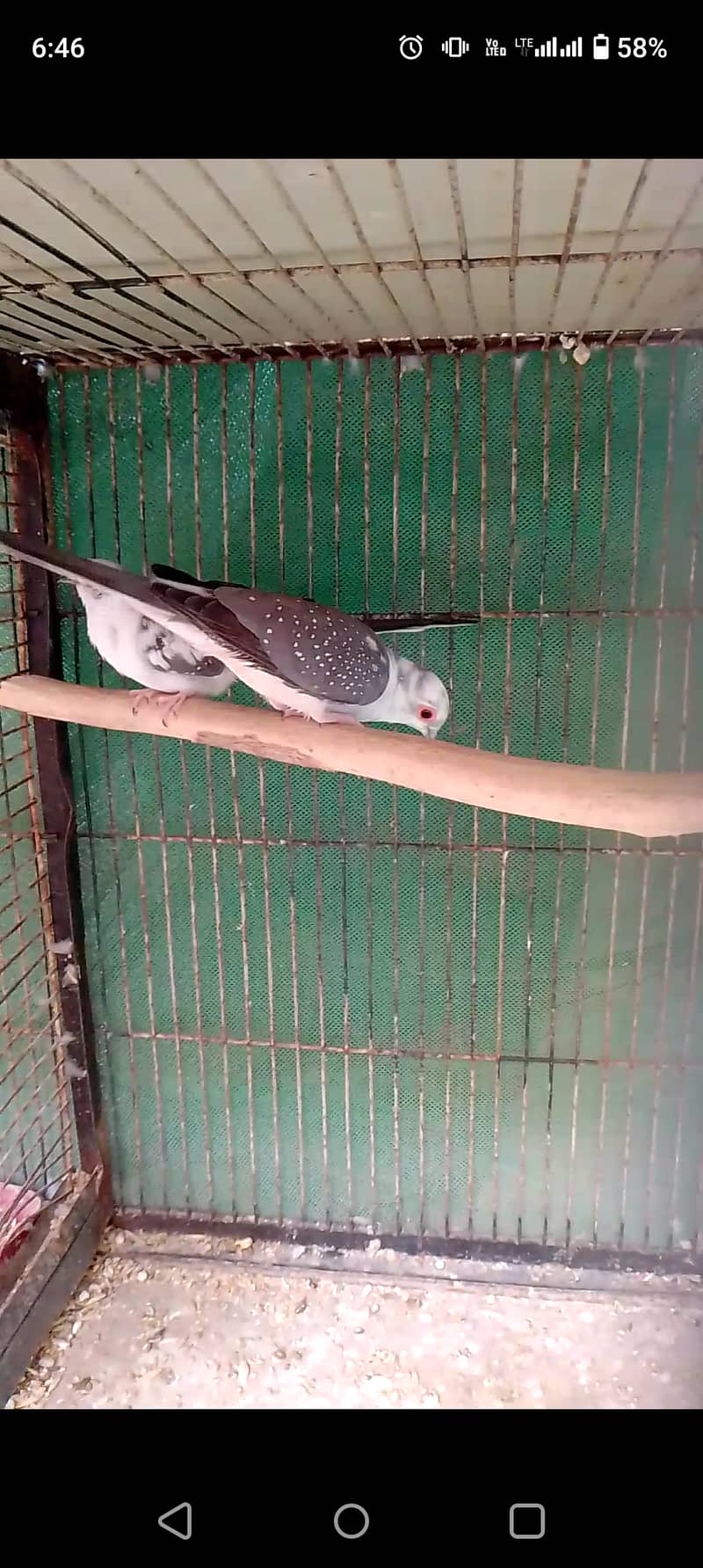 Diamond pied dove breeder pair 03032293774 Doves 1080920154