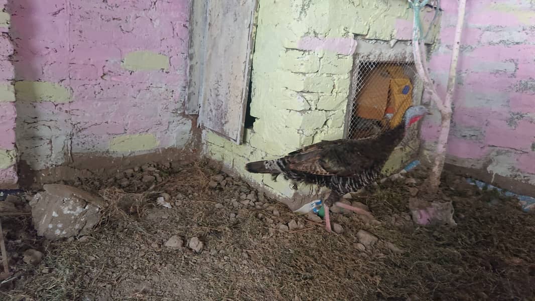 peeru turkey bird Other Birds 1078019662