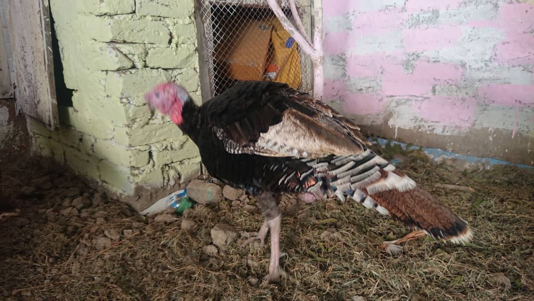 peeru turkey bird Other Birds 1078019662