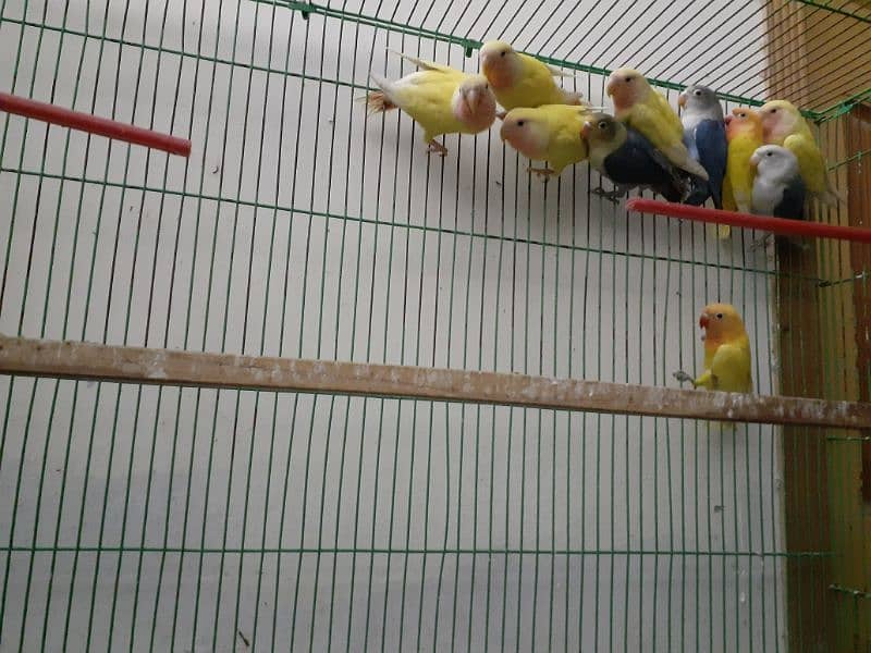 Lovebird chicks pathy for sale home breed Parrots 1082852020