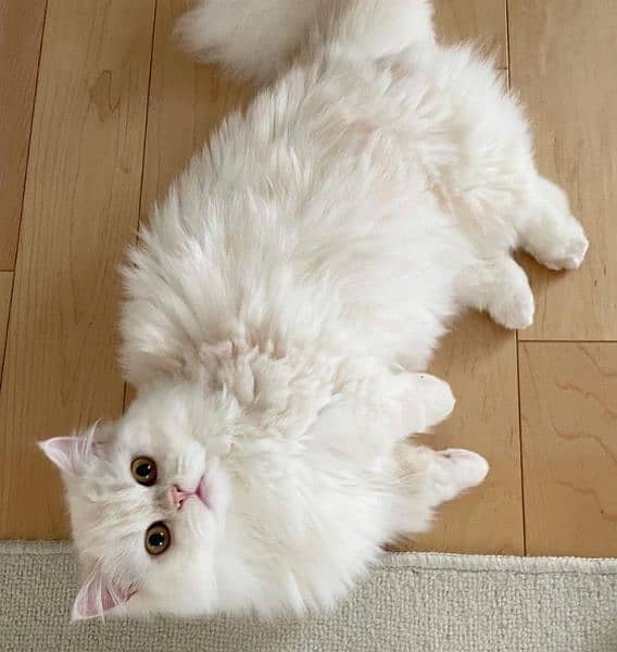 Persian cat triple sec coated kitten available Cats 1081718813