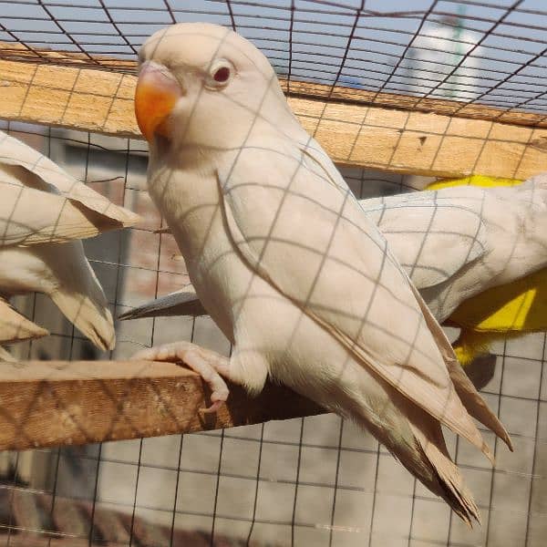 Albino red eyes Albino split red eyes love birds Parrots 1081899803