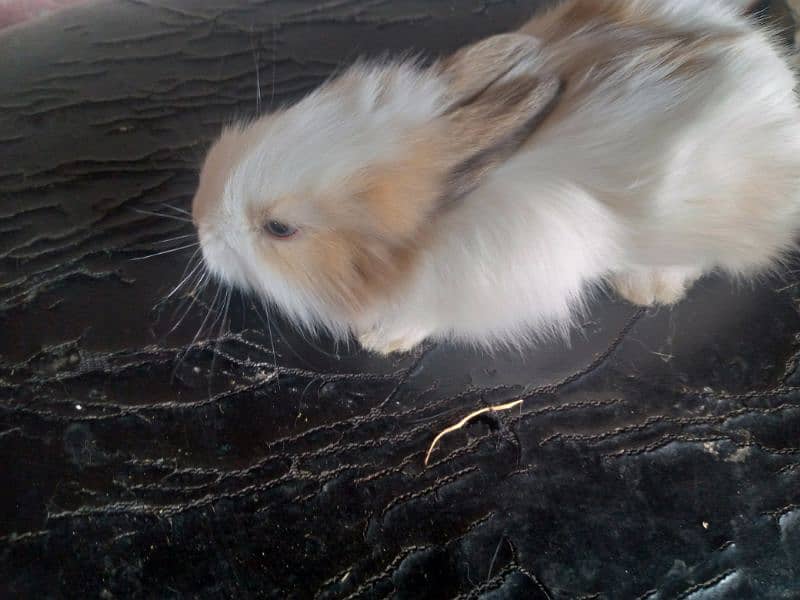 2 month old rabbits male and female Rabbits 1085482107