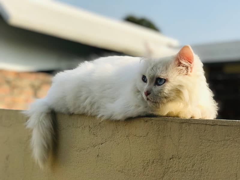 Triple coded, punched face Male Persian cat (6Months age) Cats