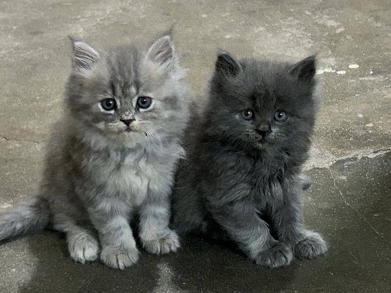 beautiful triple coat l Persian kitten, healthy , litter trained Cats