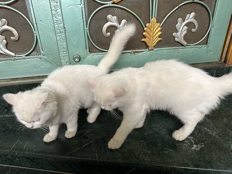 double coat cats pair persian breed Cats 1086562214