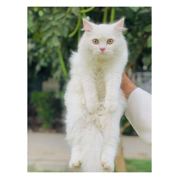 Persian Punch face triple coat cat Kitten Cats 1086802252