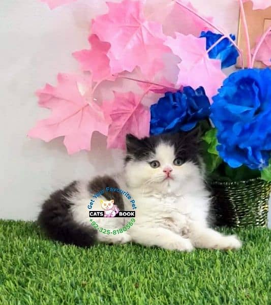 CalicoGreyWhite Persian KittensCats Triple Coated Cats 1086819120
