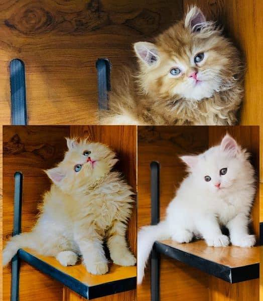 Persian Punch face triple coat cat Kitten Cats 1088645122