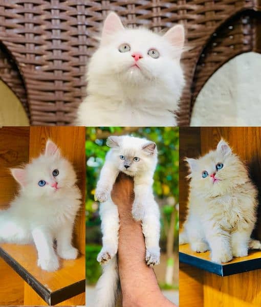 Persian Punch face triple coat cat Kitten Cats 1088846876