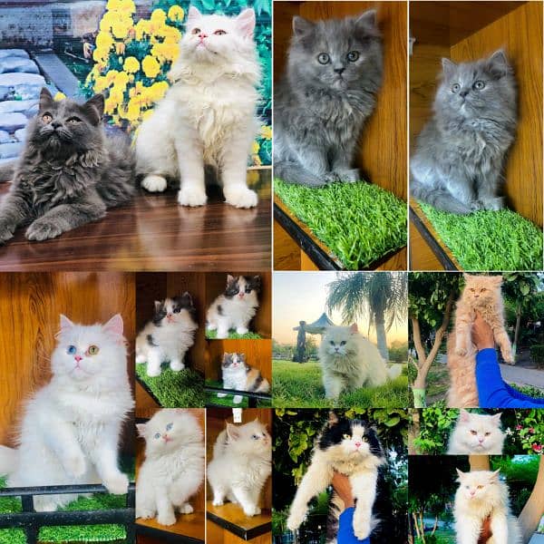 Persian Punch face triple coat cat Kitten Cats 1088848728
