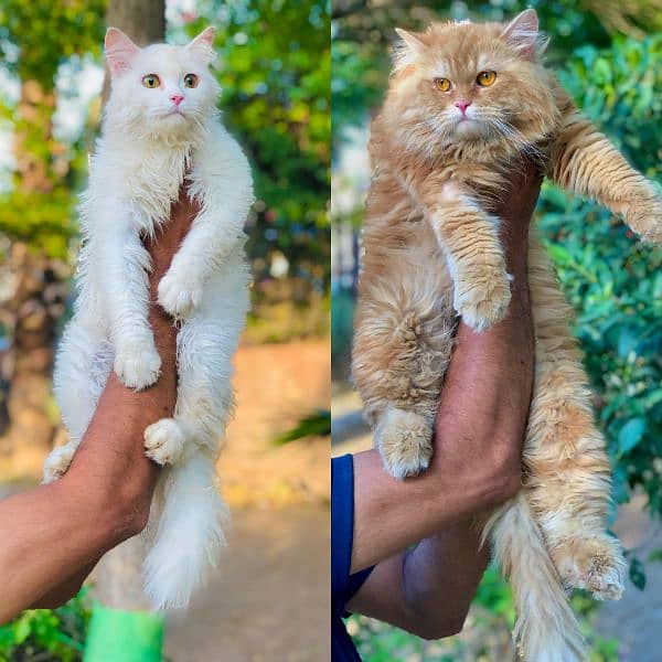 Persian Punch face triple coat cat Kitten Cats 1088848728