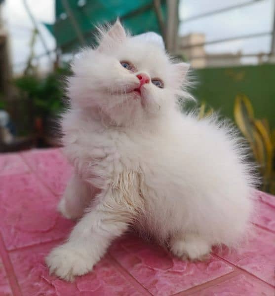 Punch Face Persian Kitten Cats 1088970349