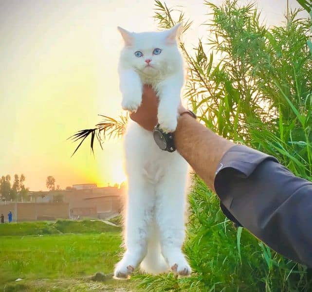 persian triple coat blue eyes Cats 1089418959