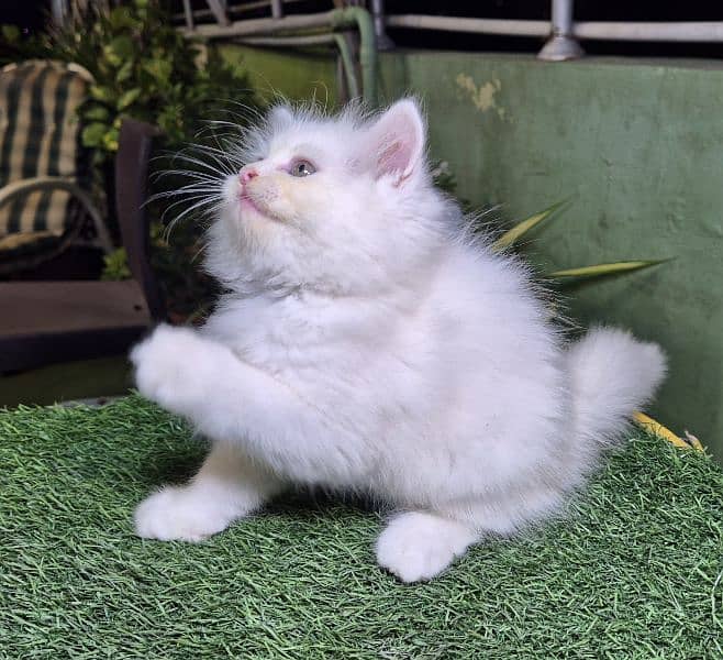 pure Persian Triple coat Kitten Cats 1091560476