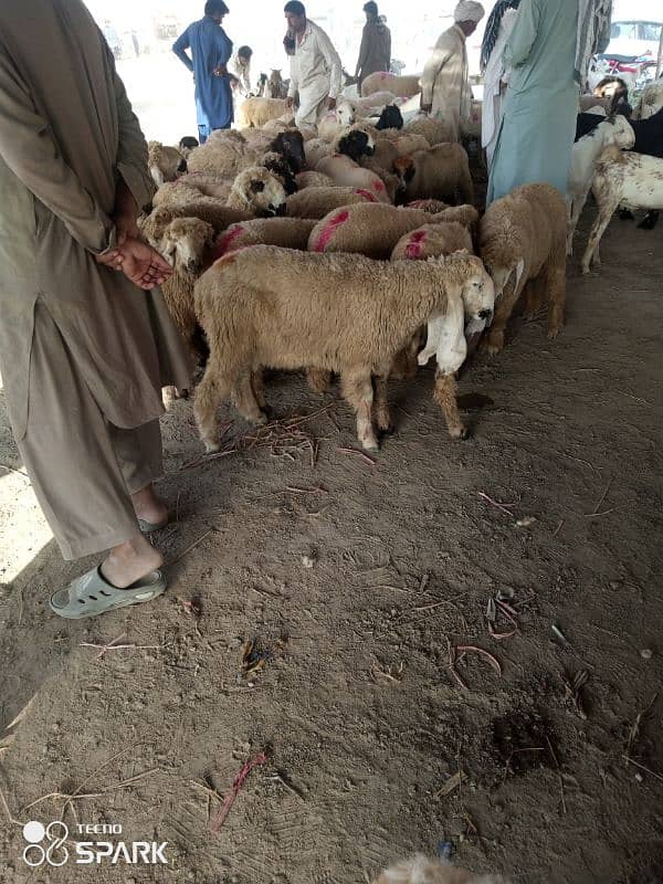 dumba. chatra. mundra. chaki baghair. Sheep 1094319506