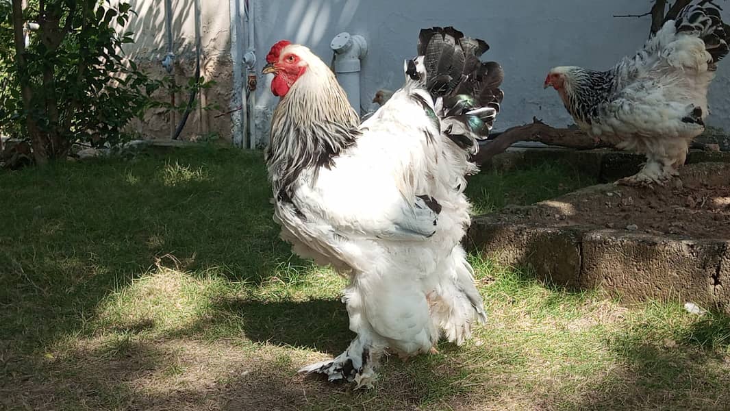 Light brahma male Hens 1094556895