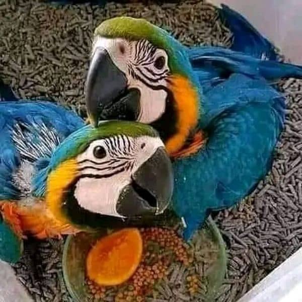 blue macaw parrot chicks for sale (03360622825) Parrots 1094576696