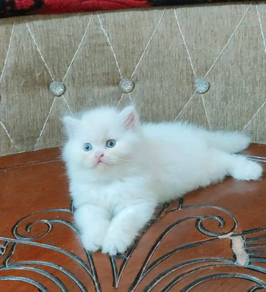 Persian cat for sale 2 month age WhatsApp number 03417057463 Cats