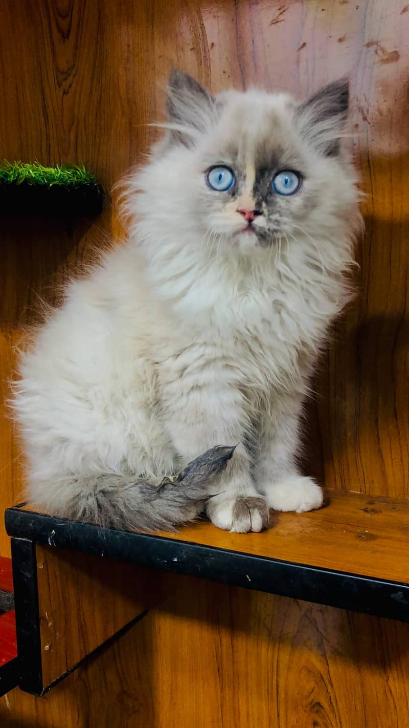 Persian / Kitten / Triple coat / Cute Cat / Fluffy Cat / small kitten