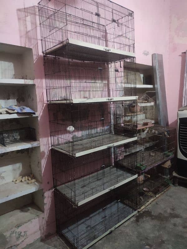 all setup for sale Parrots 1094752428