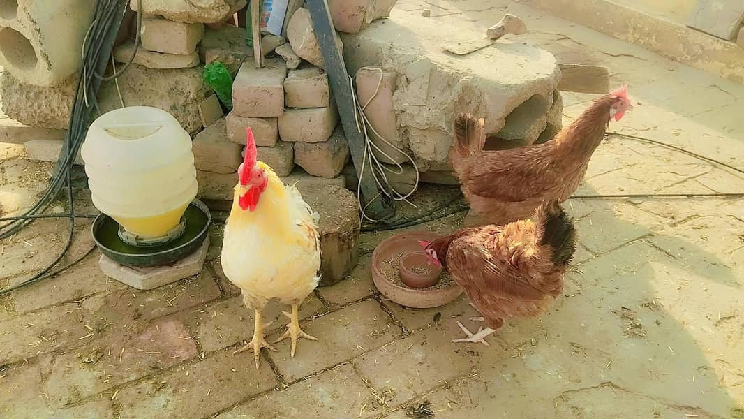 Pure Fumi Misri & Golden Misri Hens - Hens - 1108072077