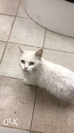 Cats Male Cats for sale in Riyadh
