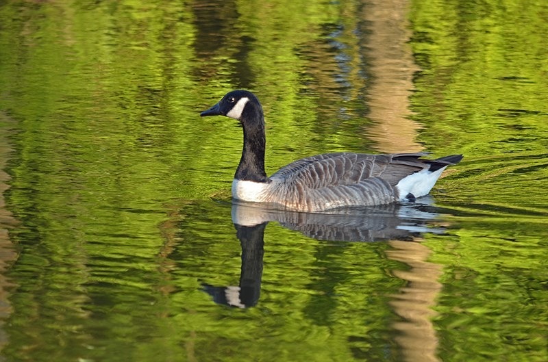 Canada Goose