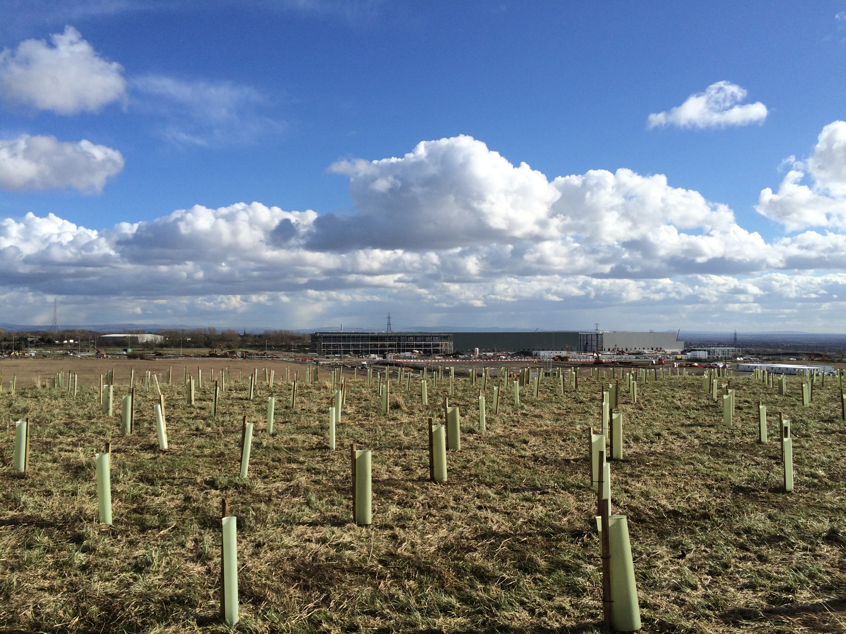 Harworth Estates are making trees their business Platform