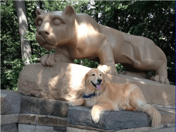 The Best of Penn State Pets