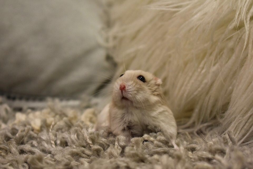 Secret Dorm Pets A Tail Of Two Creatures Onward State