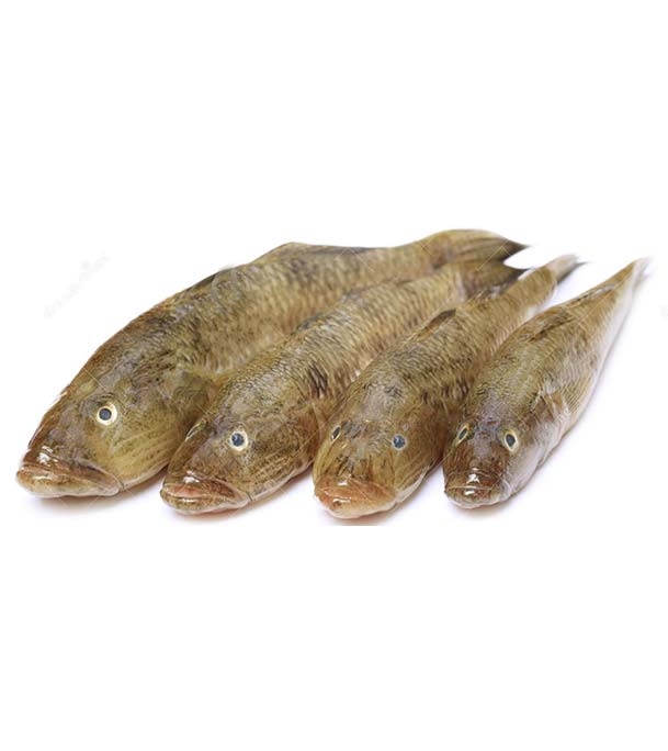 Bele Fish FNF0021