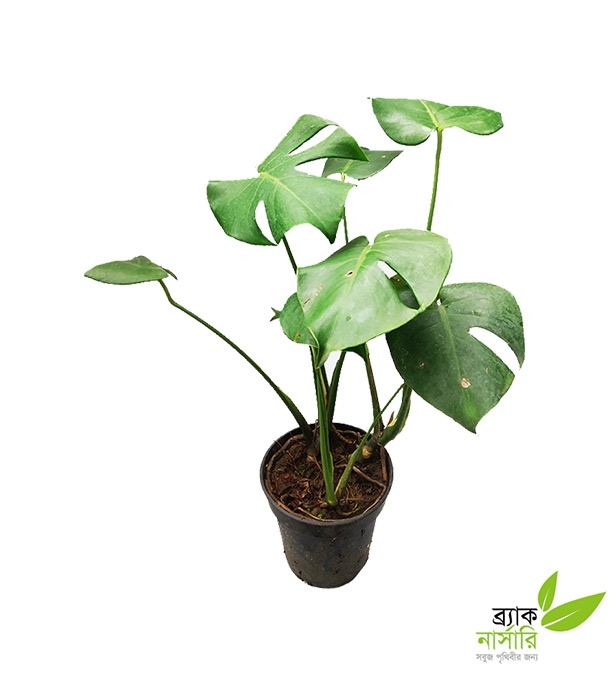 Buy Monstera Online