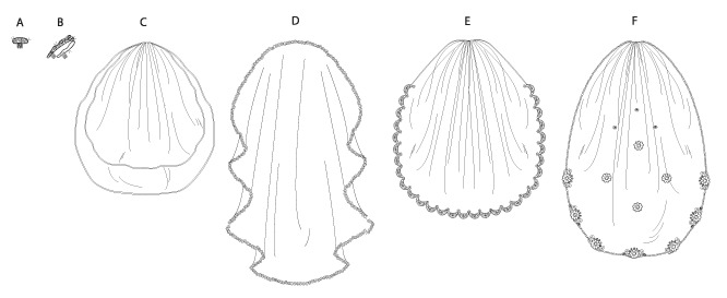 Vogue Patterns 8569 HEADPIECES, TIARA AND BRIDAL VEILS sewing pattern