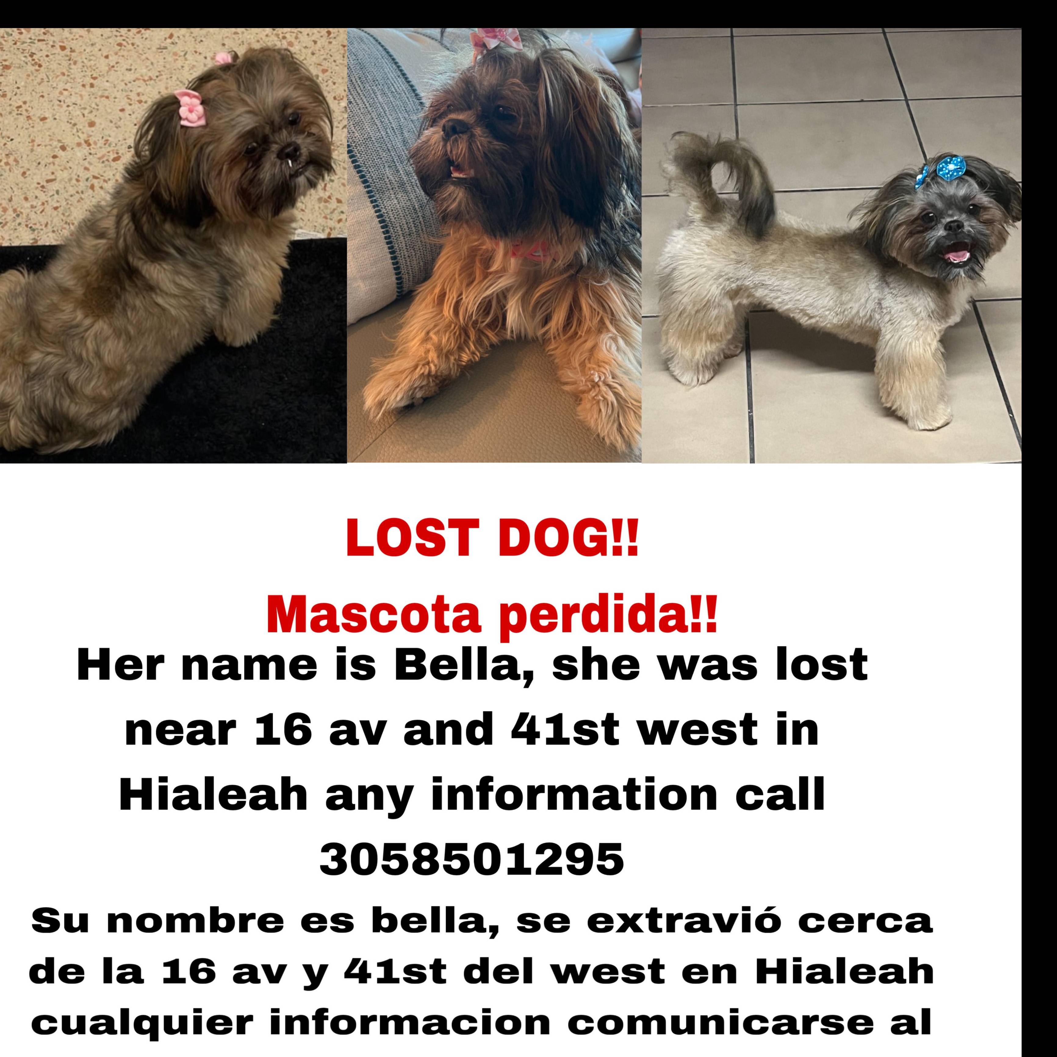 Pet FBI Report ID 574716 for a LOST DOG Pets Found by(03)