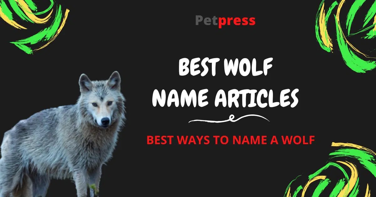 Best Wolf Names For Naming A Pet Wolf PetPress