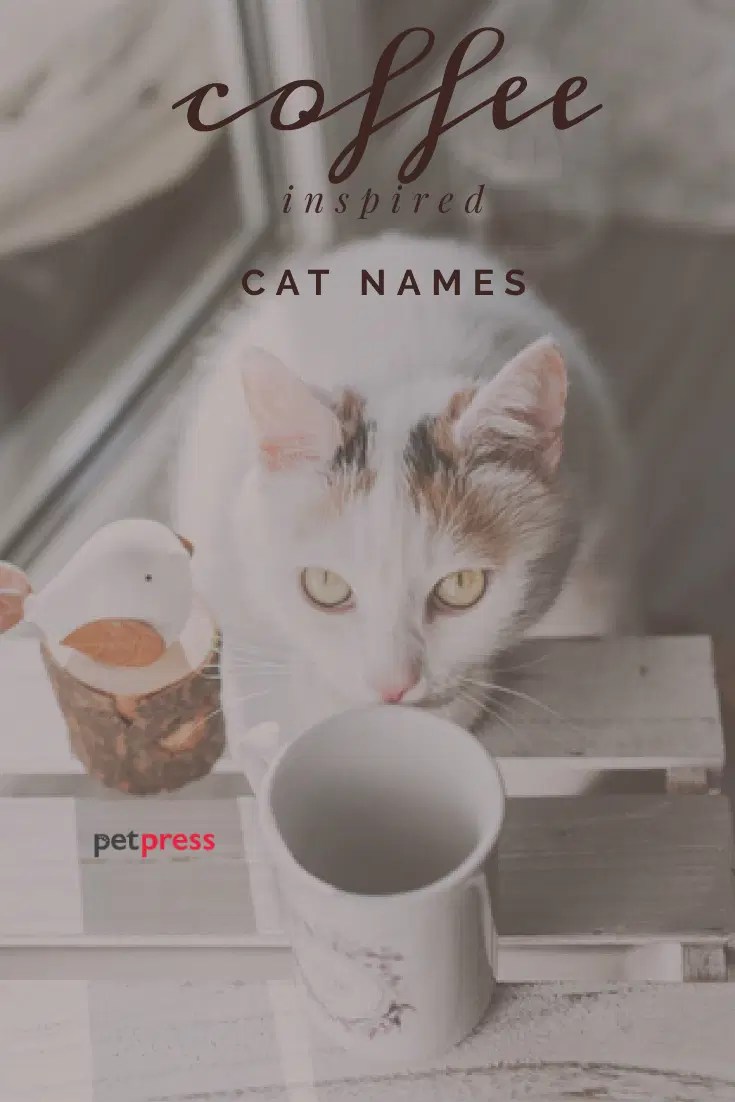 62 Coffee Inspired Cat Names PetPress