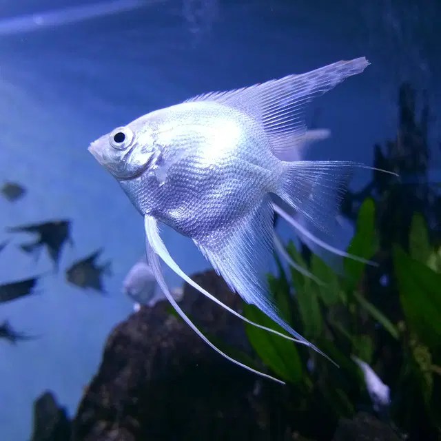 250+ Best Blue Fish Names Complete Name Ideas For Your Blue Fish