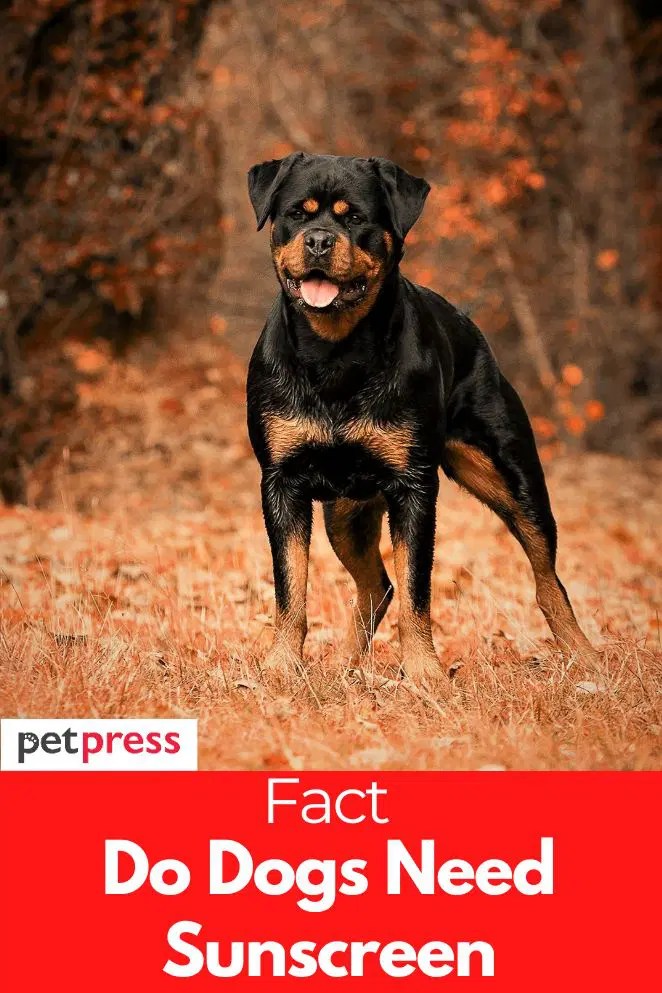 Expert Explain Do Dogs Need Sunscreen?