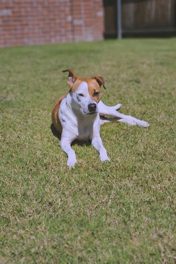 Expert Explain Do Dogs Need Sunscreen?